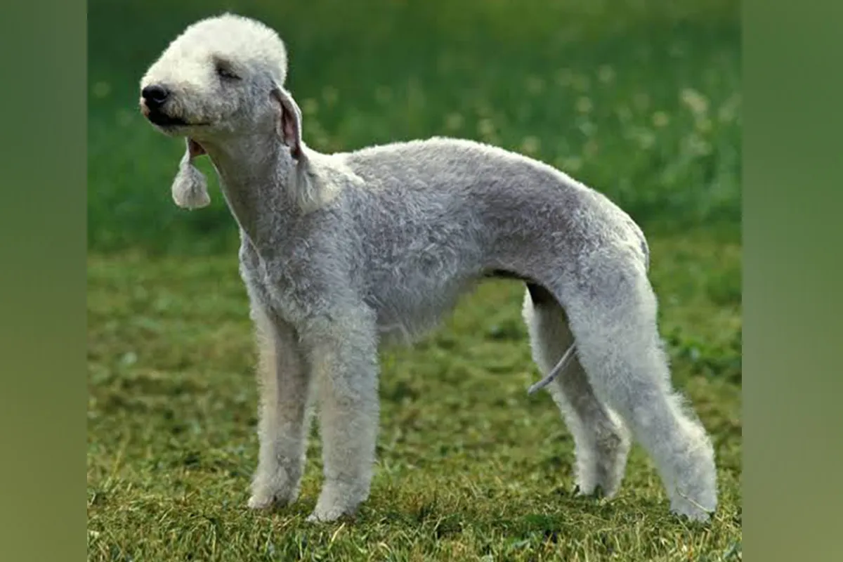 Bedlington Terrier