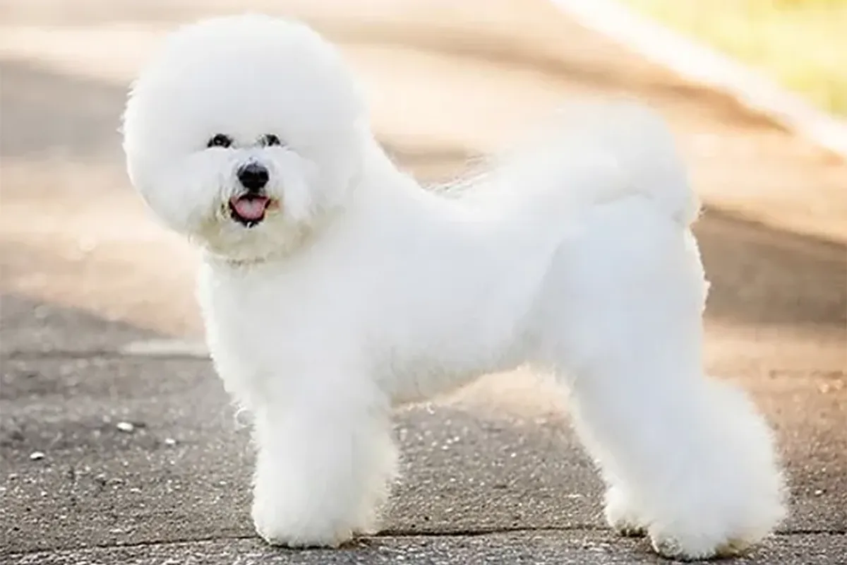 Bichon Frise