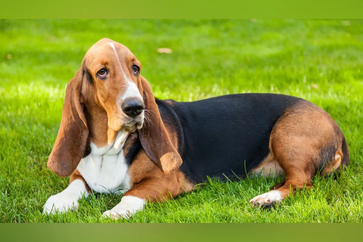 Basset Hound - The Relentless Tracker