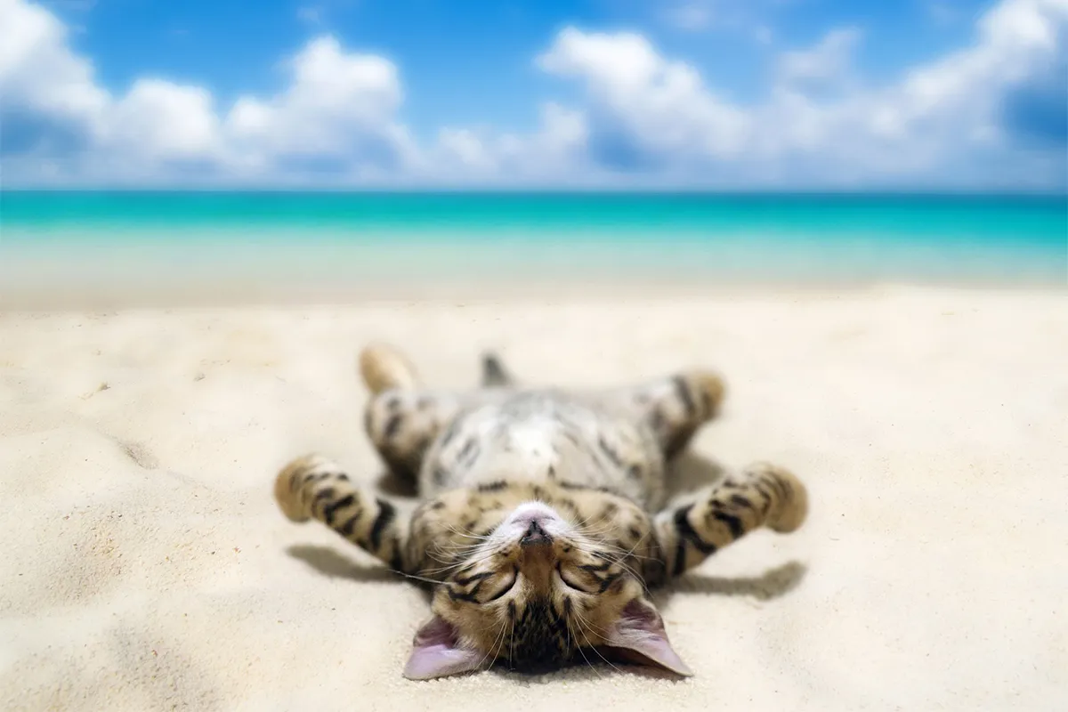 Summer Care for Cats: Keeping Your Feline Friends Safe and Cool