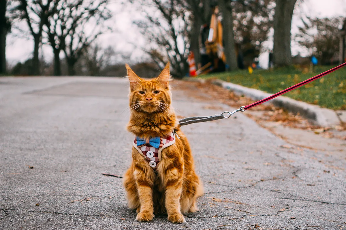 Cat to Walk on a Leash 