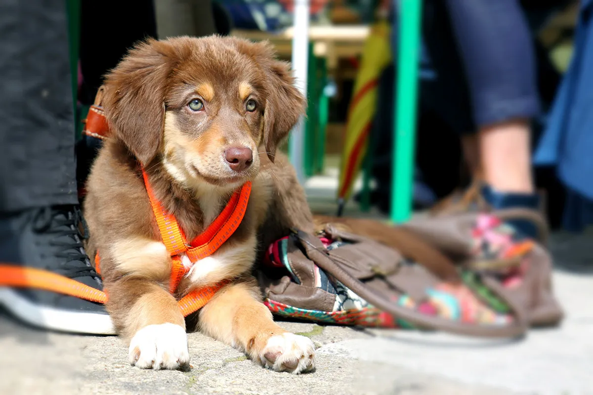 Collar and Leash Hygiene