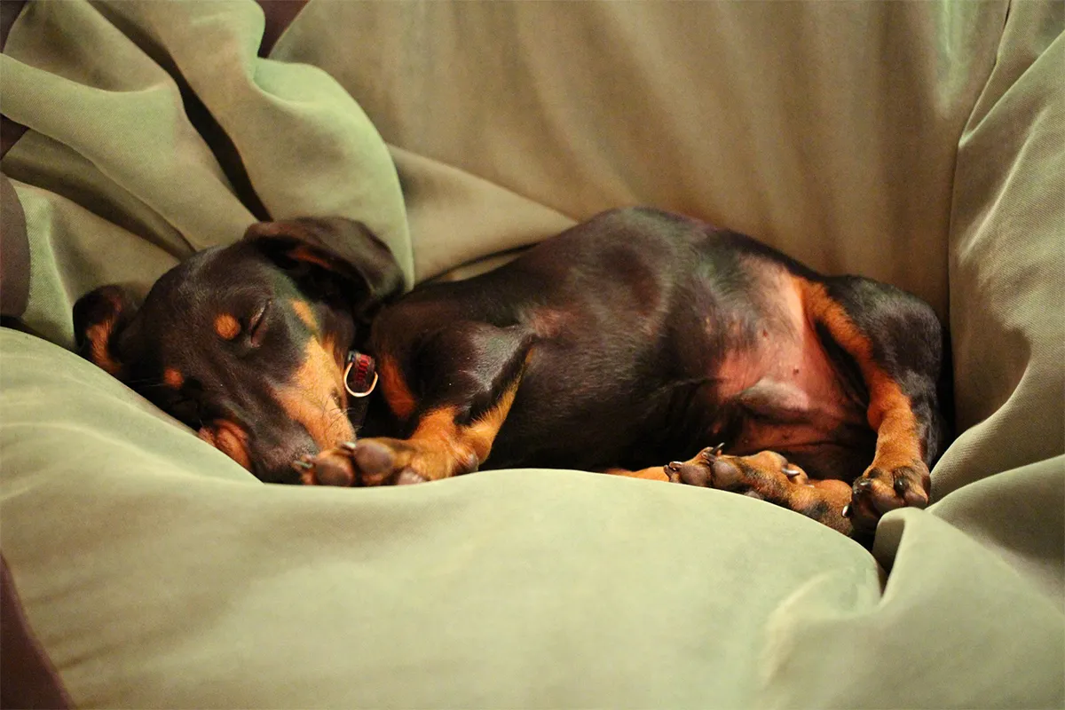 Craft Your Own Dog Bed