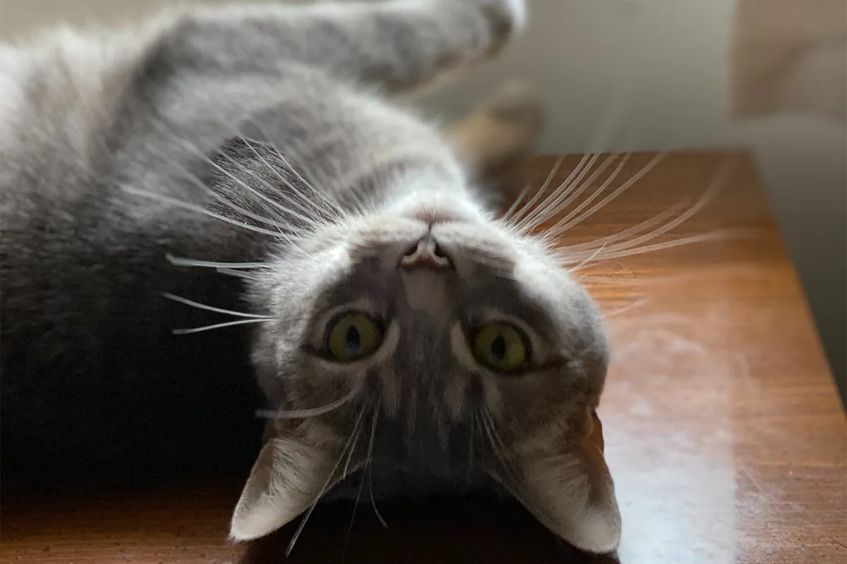 How to Make Your Indoor Cat Happy: 7 Easy Tips to Follow