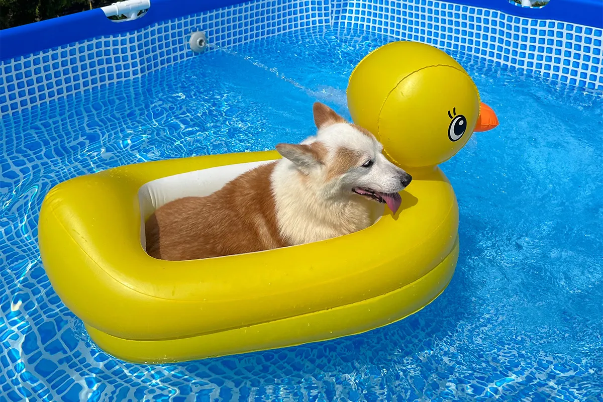 Create a Summertime Pool for Your Pooch