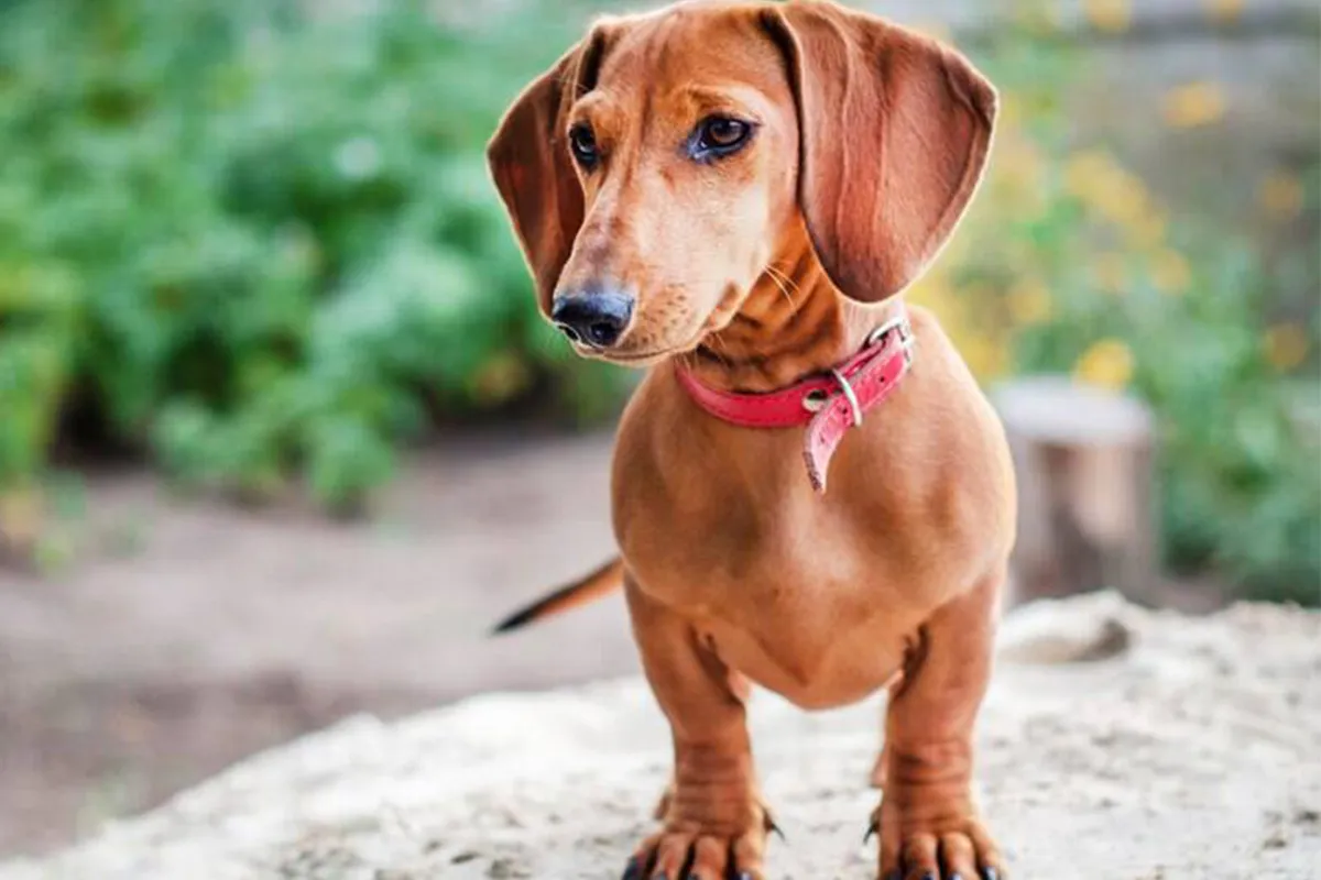 Dachshund - The Little Hunter