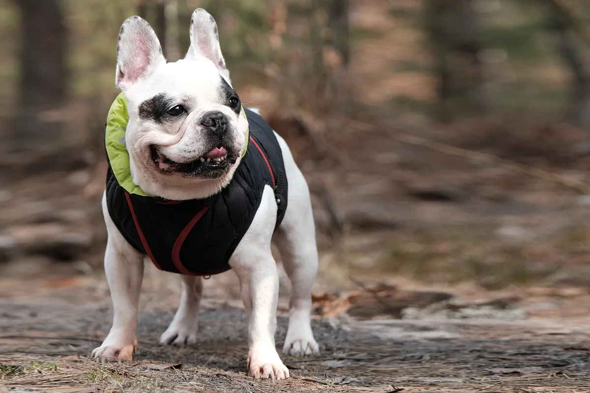 Ease Their Anxiety with a Calming Jacket