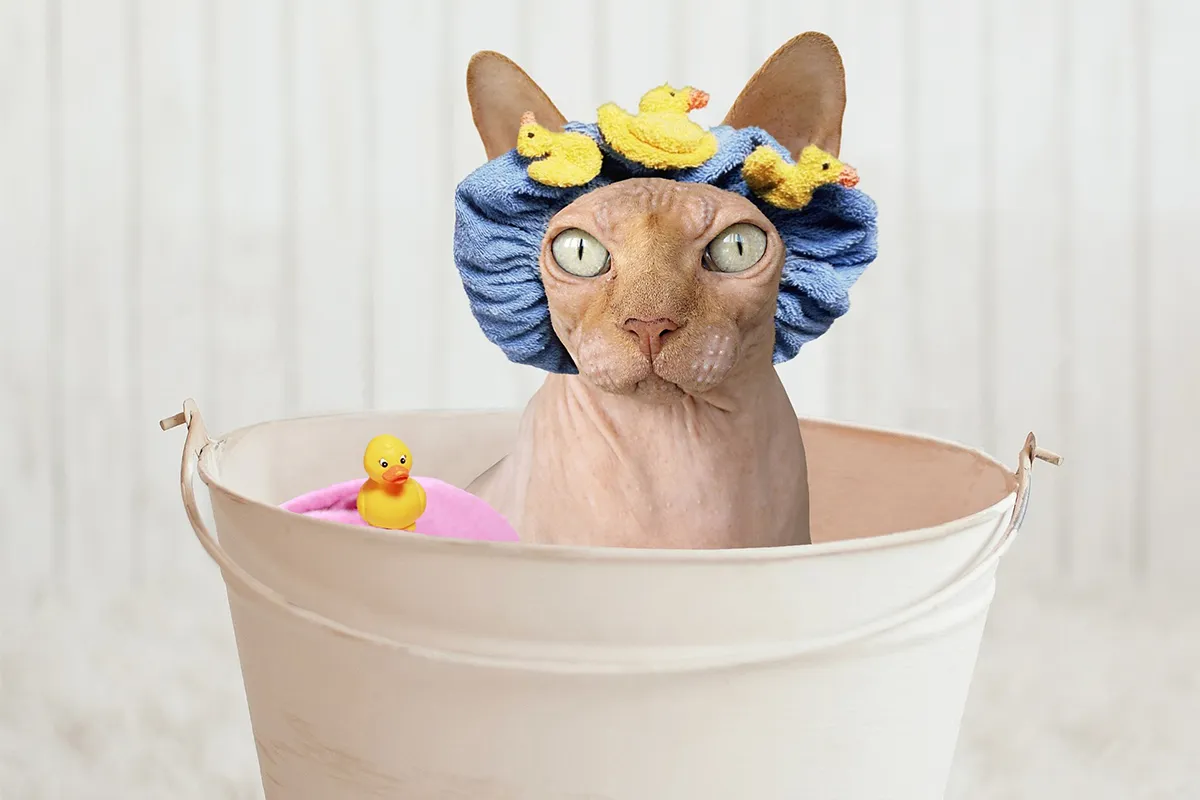 Foolproof Tips for Safely and Effectively Bathing Your Cat