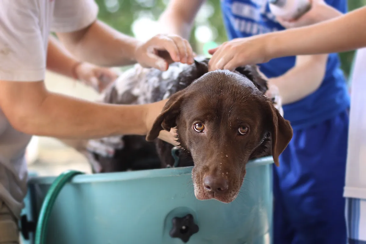 Give Regular Baths with Dog Shampoo