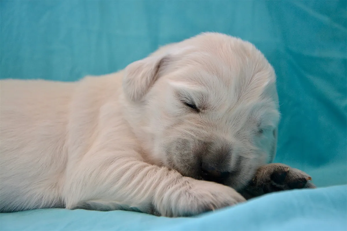 How to Help Your Puppy Sleep Through the Night