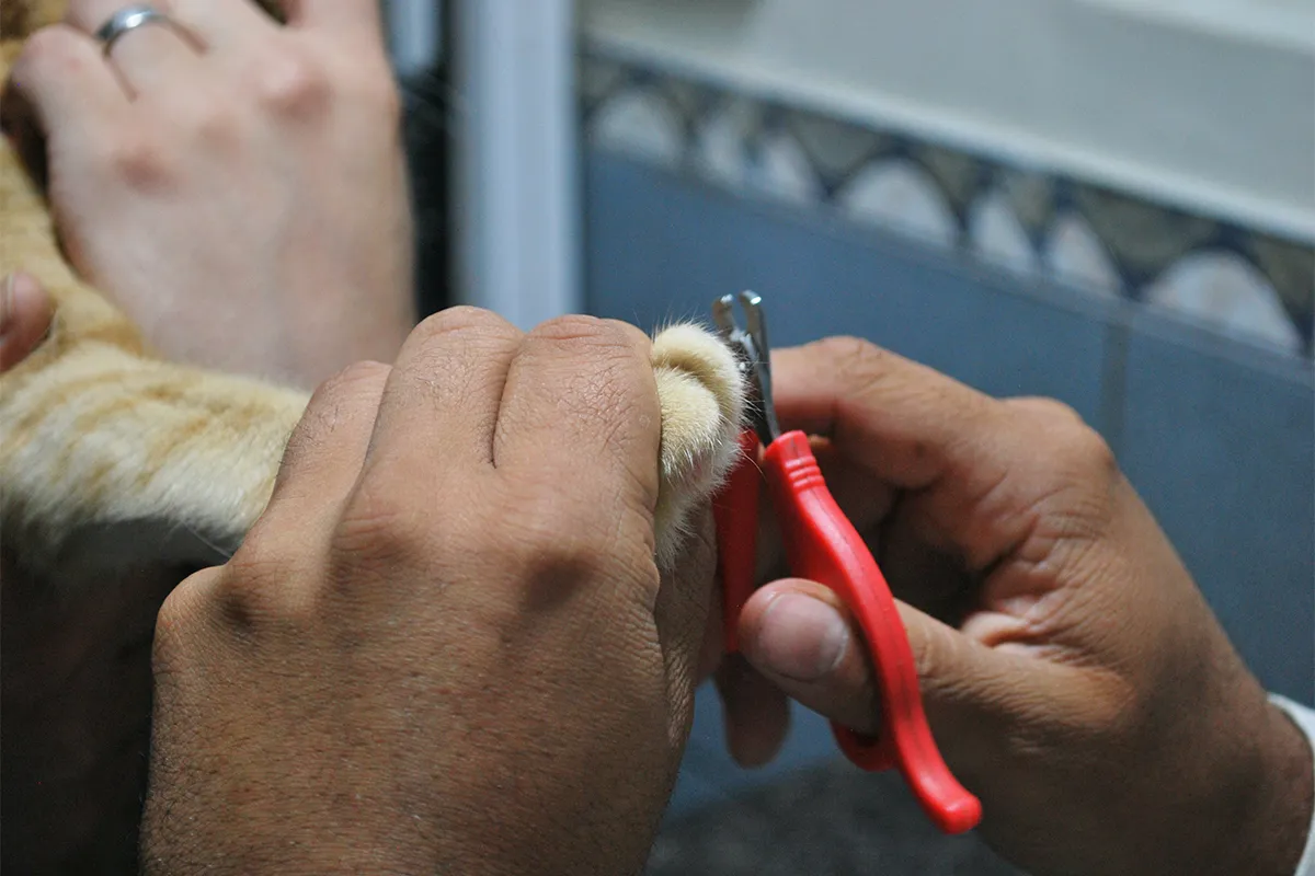 How to Trim a Cat's Nails Safely: A Step-by-Step Guide