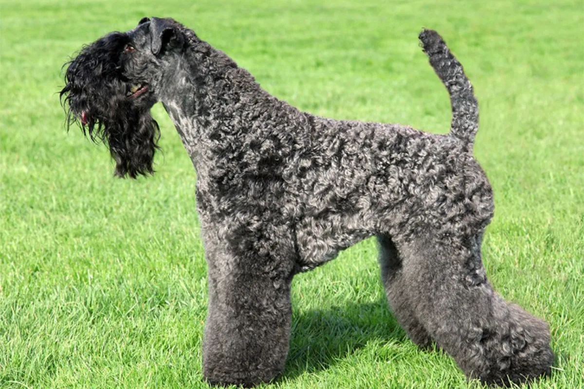 Kerry Blue Terrier