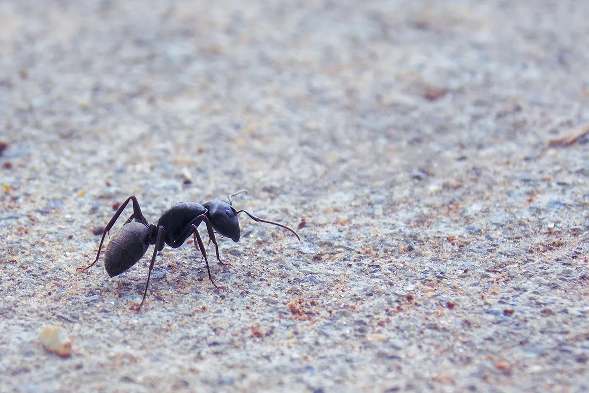 Keep Ants Away from Outdoor Water Bowls with Chalk