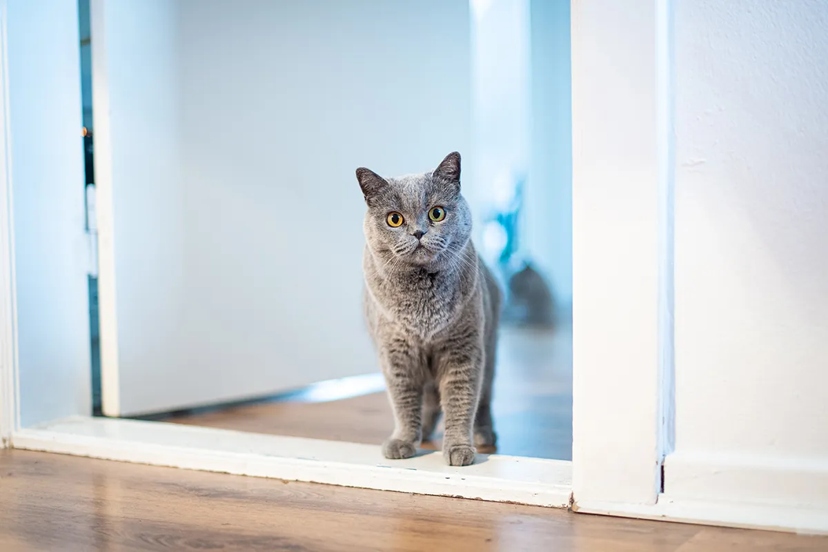 How to Leave Your Cat Alone at Home: Tips and Guidelines