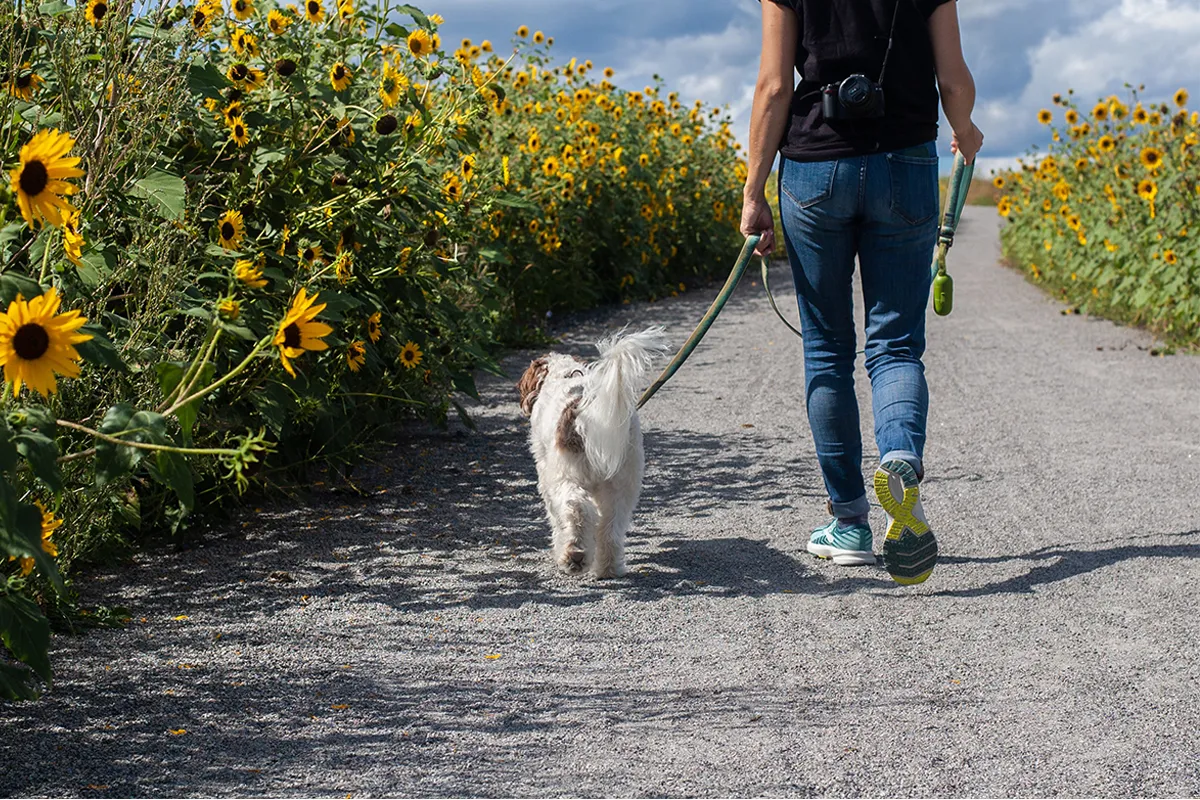 Letting Your Dog Explore