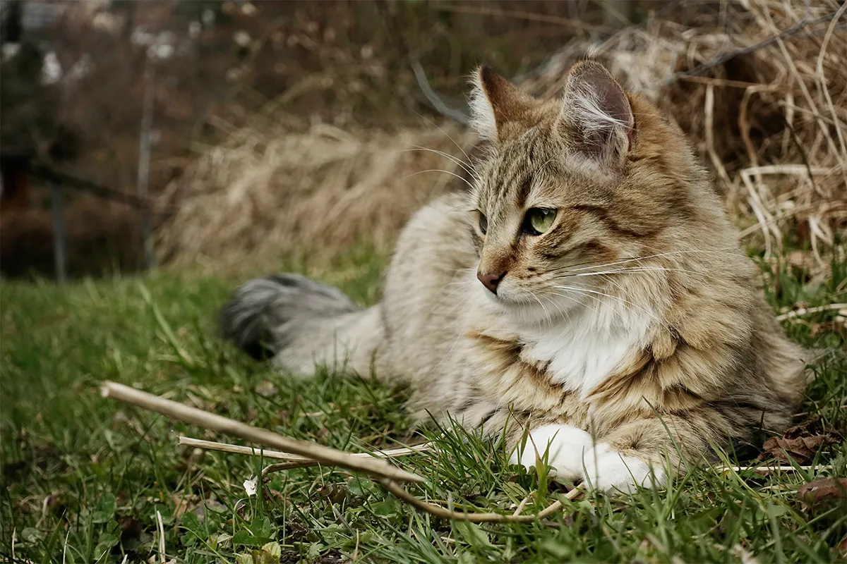 Plant Some Cat Grass