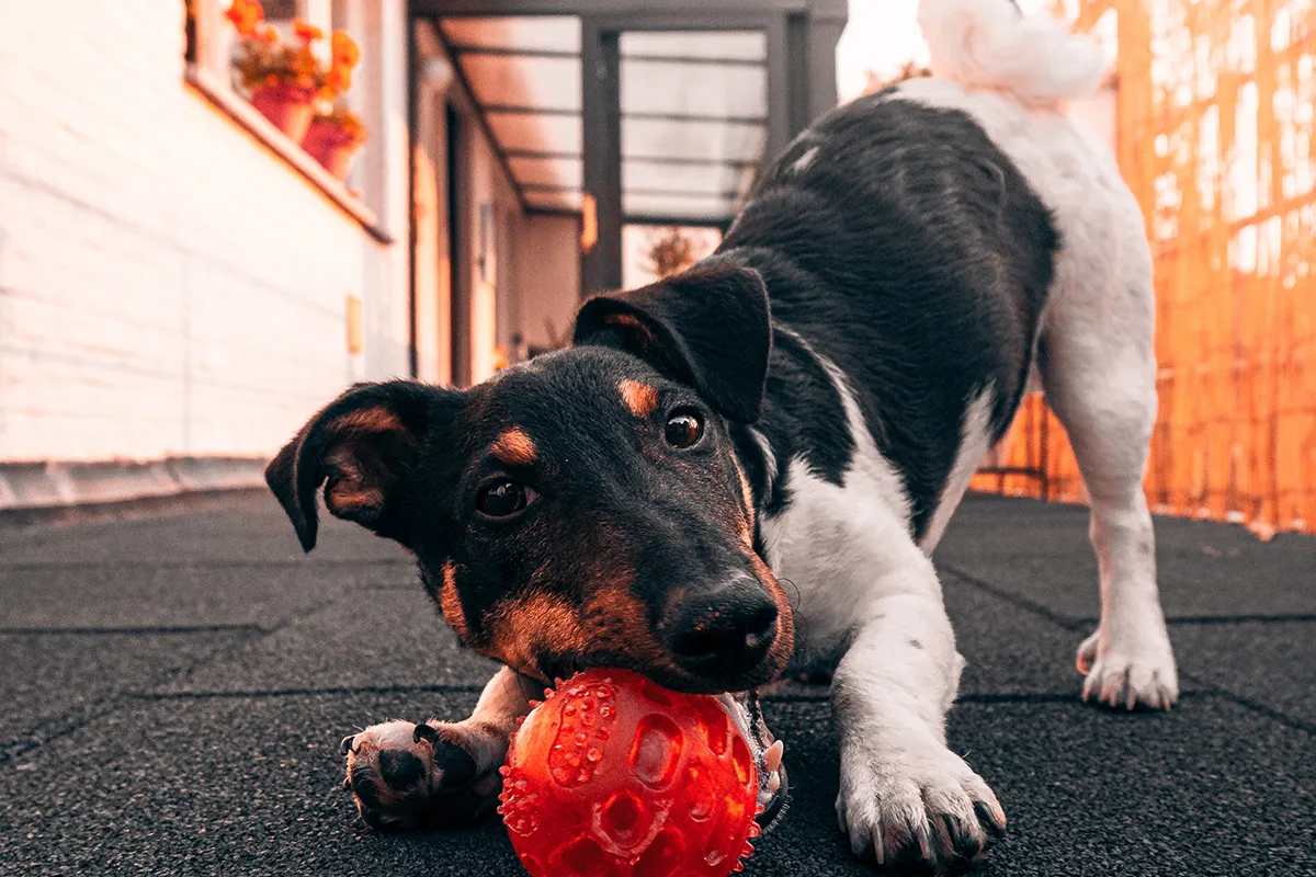 Keep Your Dog Calm During Alone Time