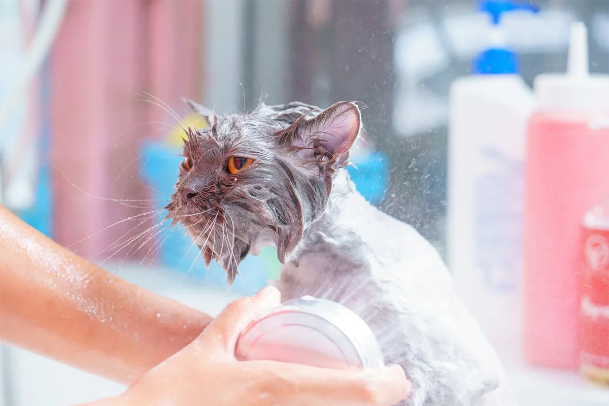 Why Bathing Newborn Kittens Is a Bad Idea