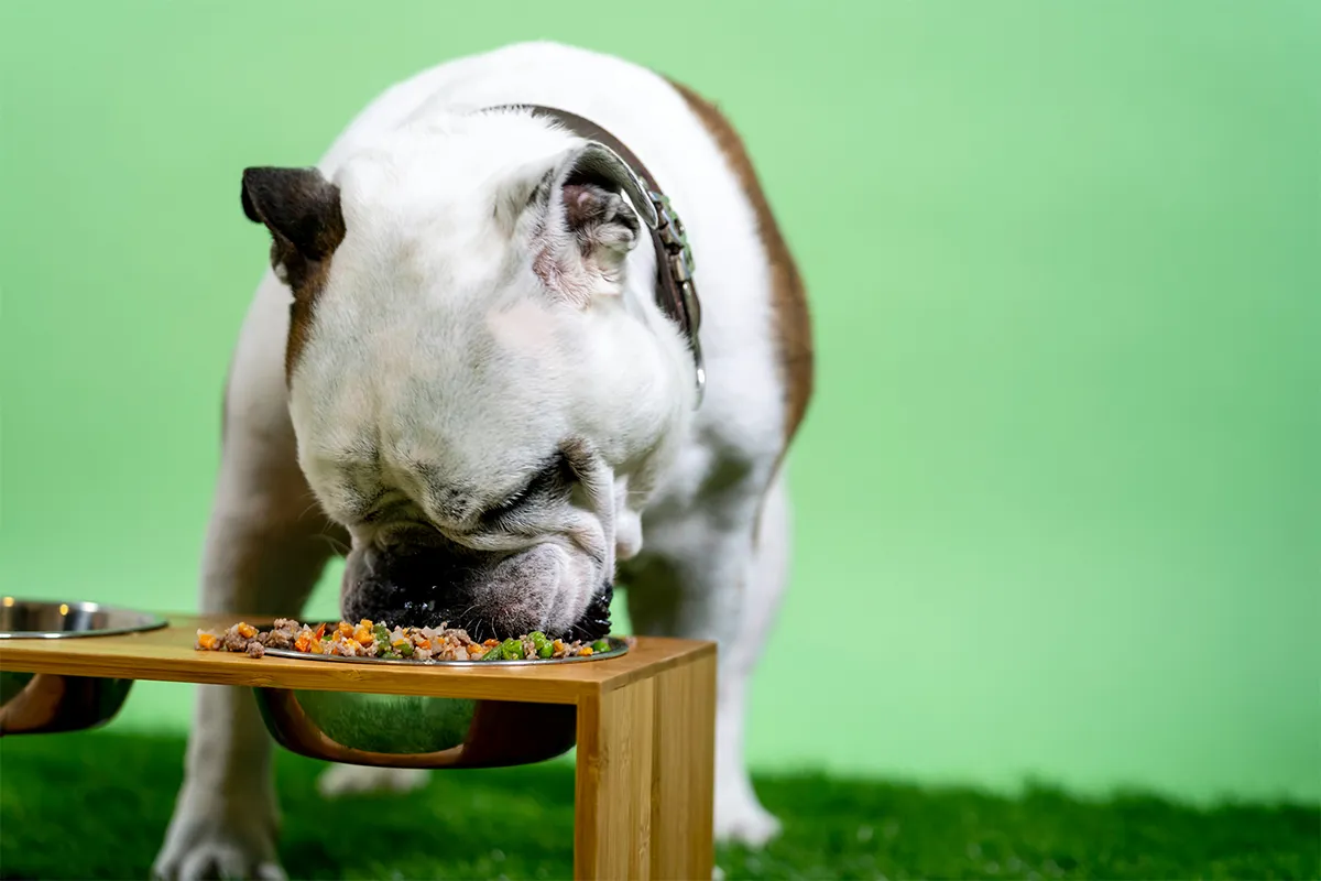 Slow Down Mealtime with Interactive Bowls