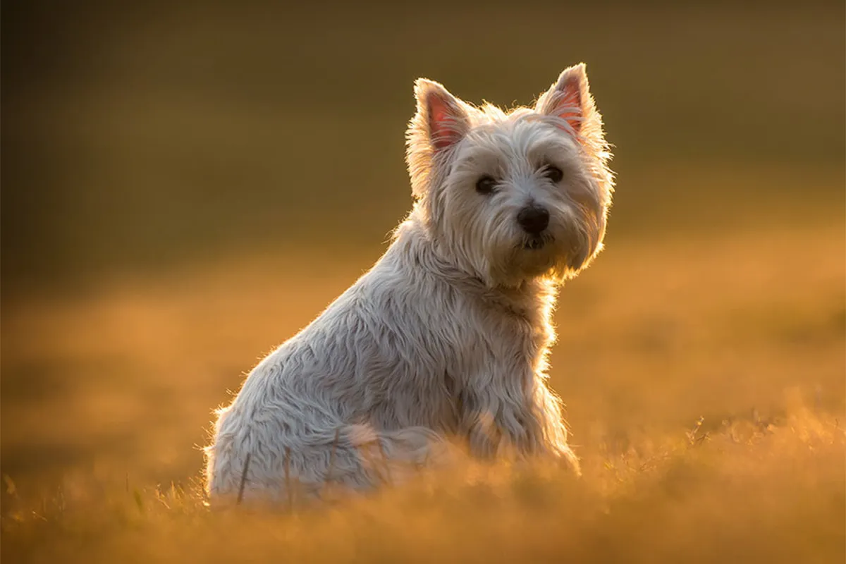 West Highland White Terrier - The Persistent Bark