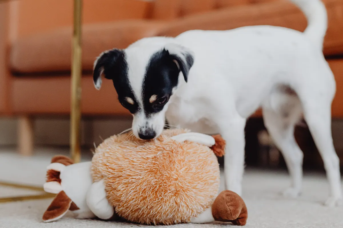 The Perfect Toy to Keep Your Dog Busy