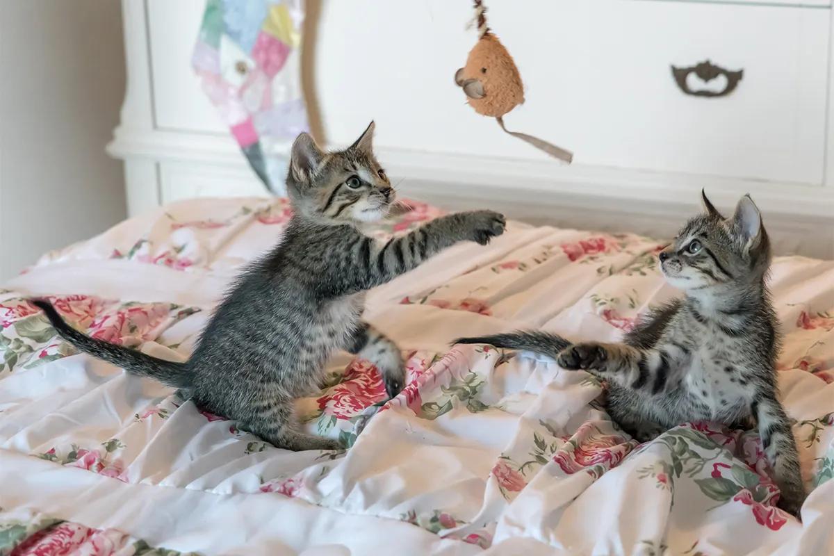 Addressing Your Kitten's Playful Behavior