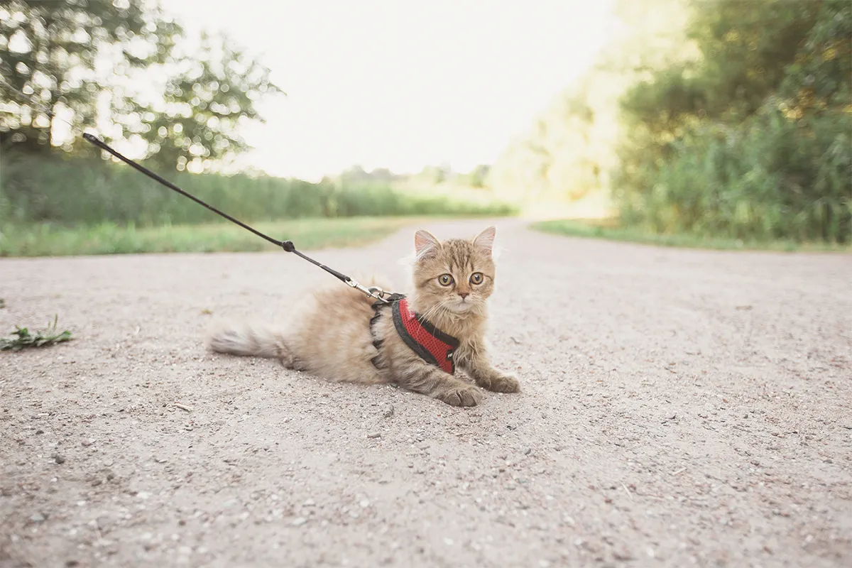 Try Leash Walks