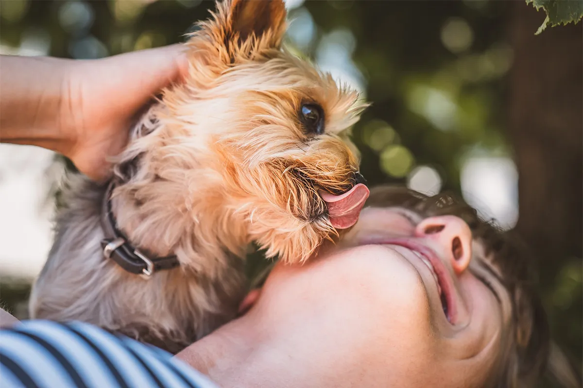 Why Does My Dog Lick My Face? Understanding Canine Behavior