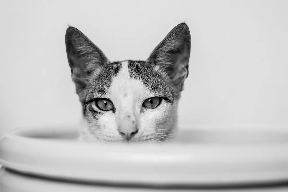 Preparing Your Cat for Ear Cleaning 