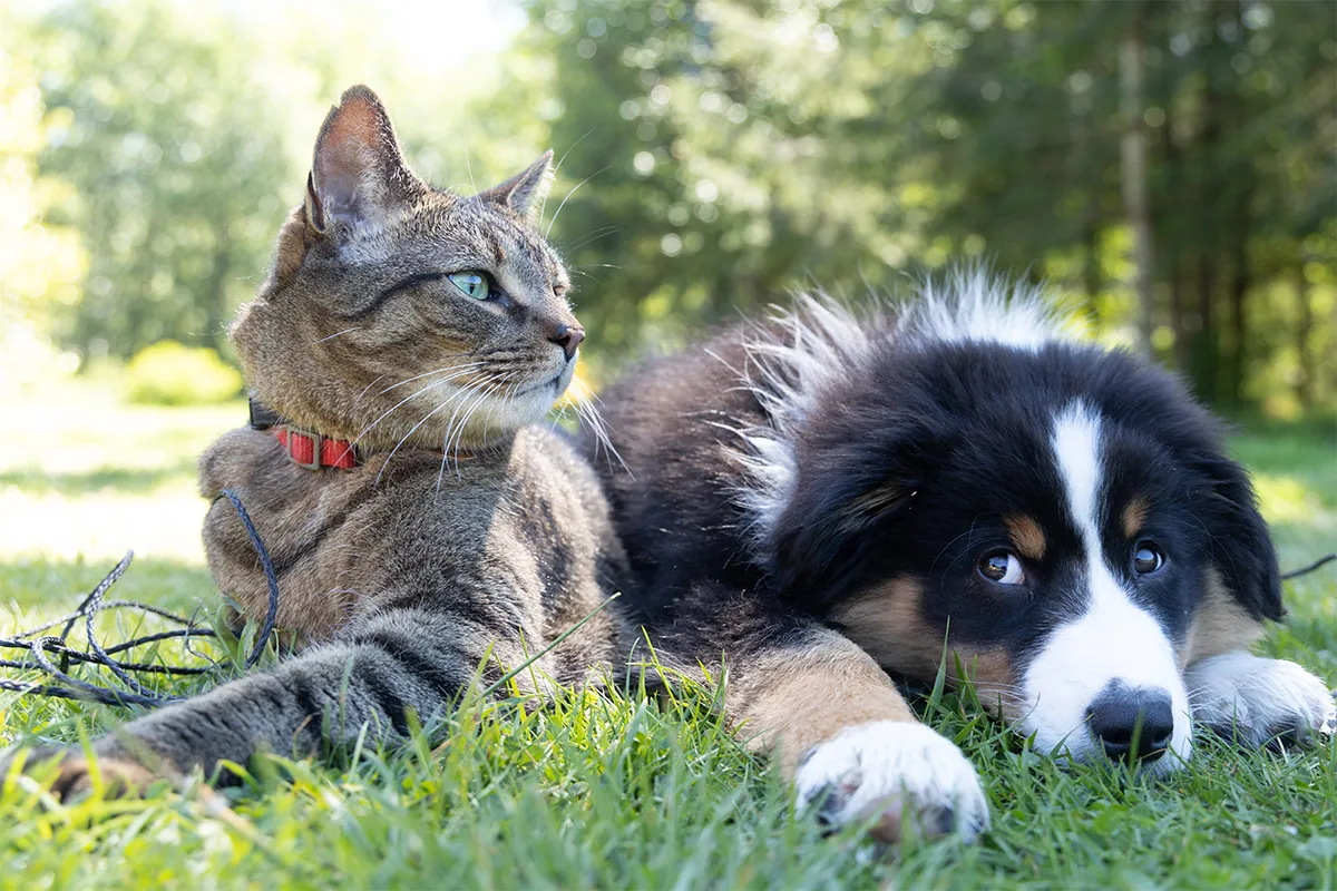 Dealing with Jealousy Between Dogs and Cats - Tips and Strategies