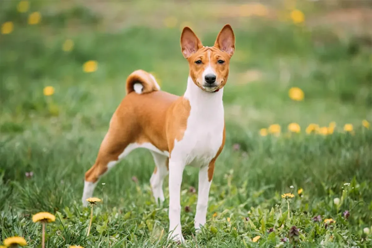 Basenji - The Ancient Hunter