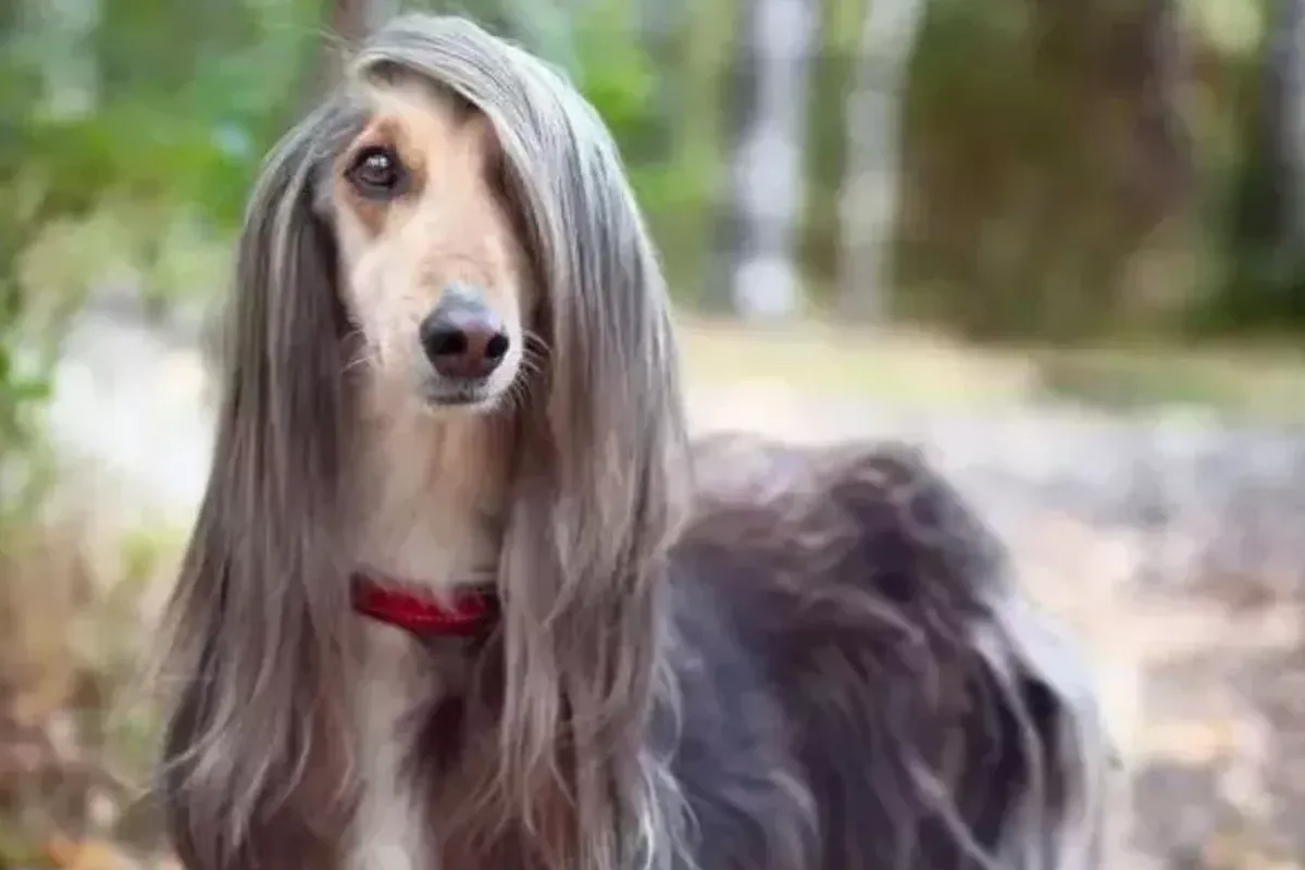 Afghan Hound - The Independent Thinker