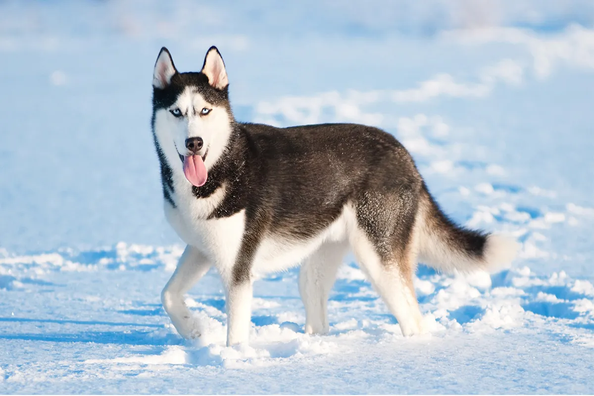 Siberian Husky - The Arctic Explorer