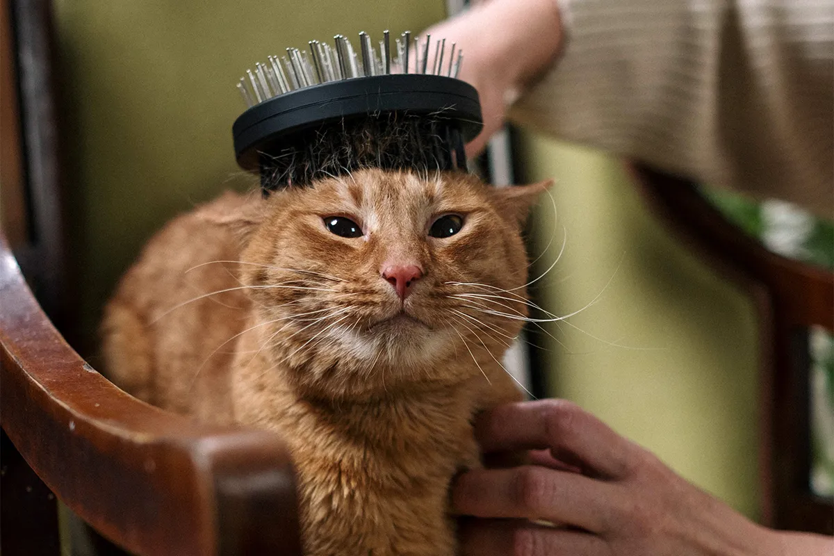 Brush a Cat's