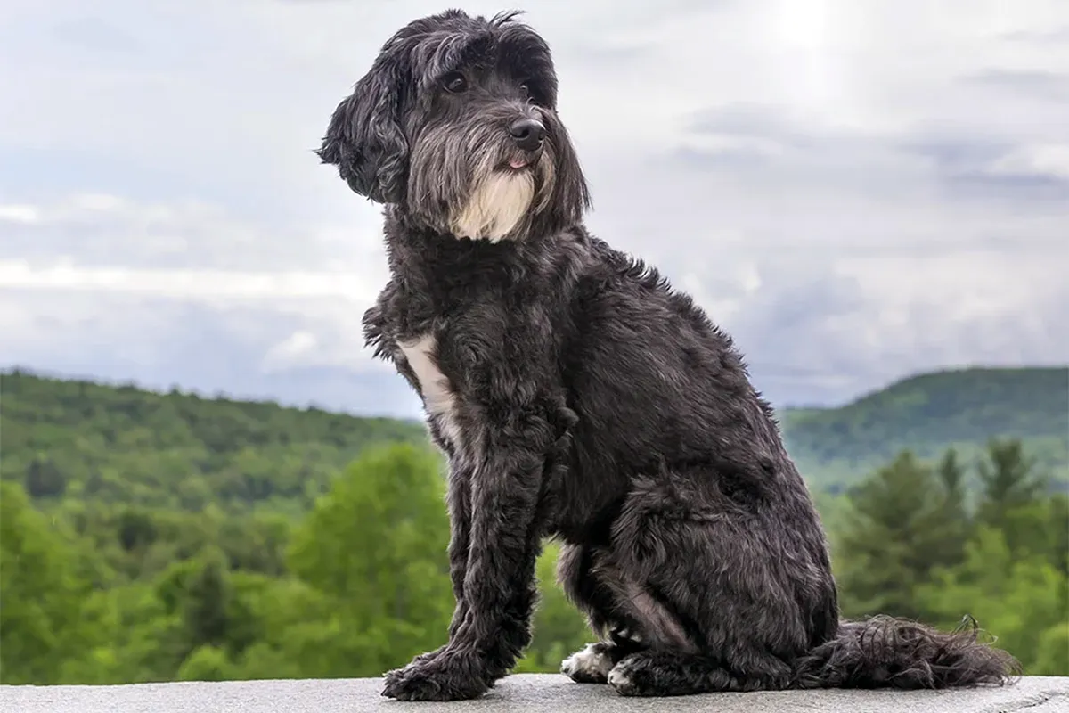 Portuguese Water Dog